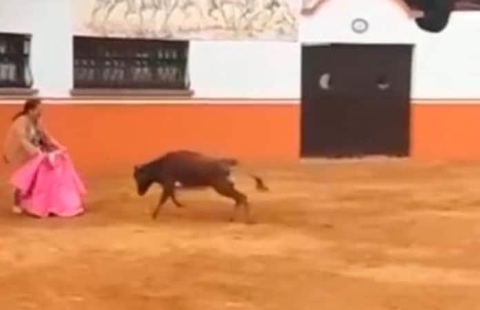 [VIDEO] Toro embiste a senadora de Morena cuando intentaba domarlo