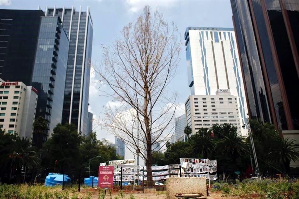 Ahuehuete de Reforma