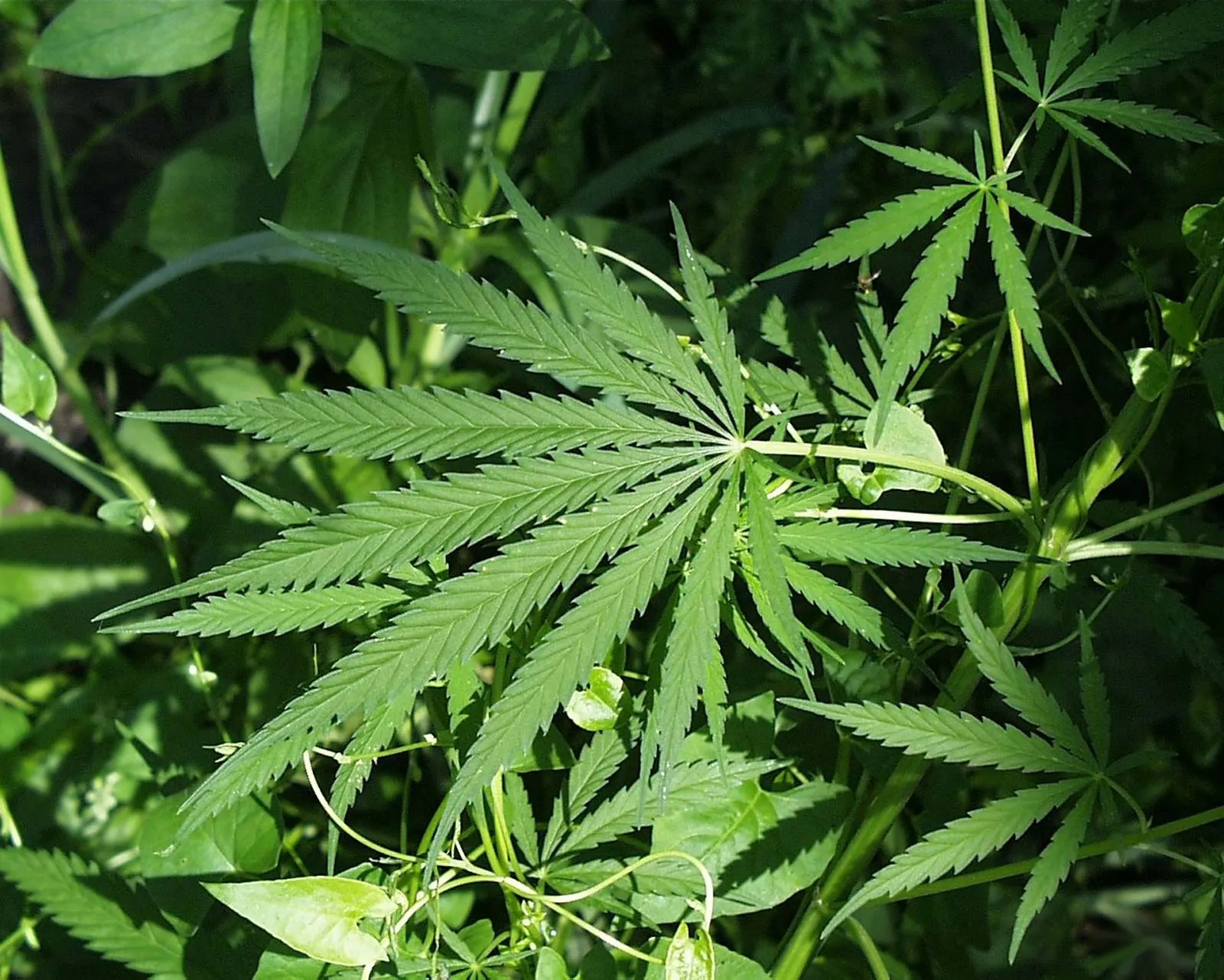 Cannabis Cofepris
