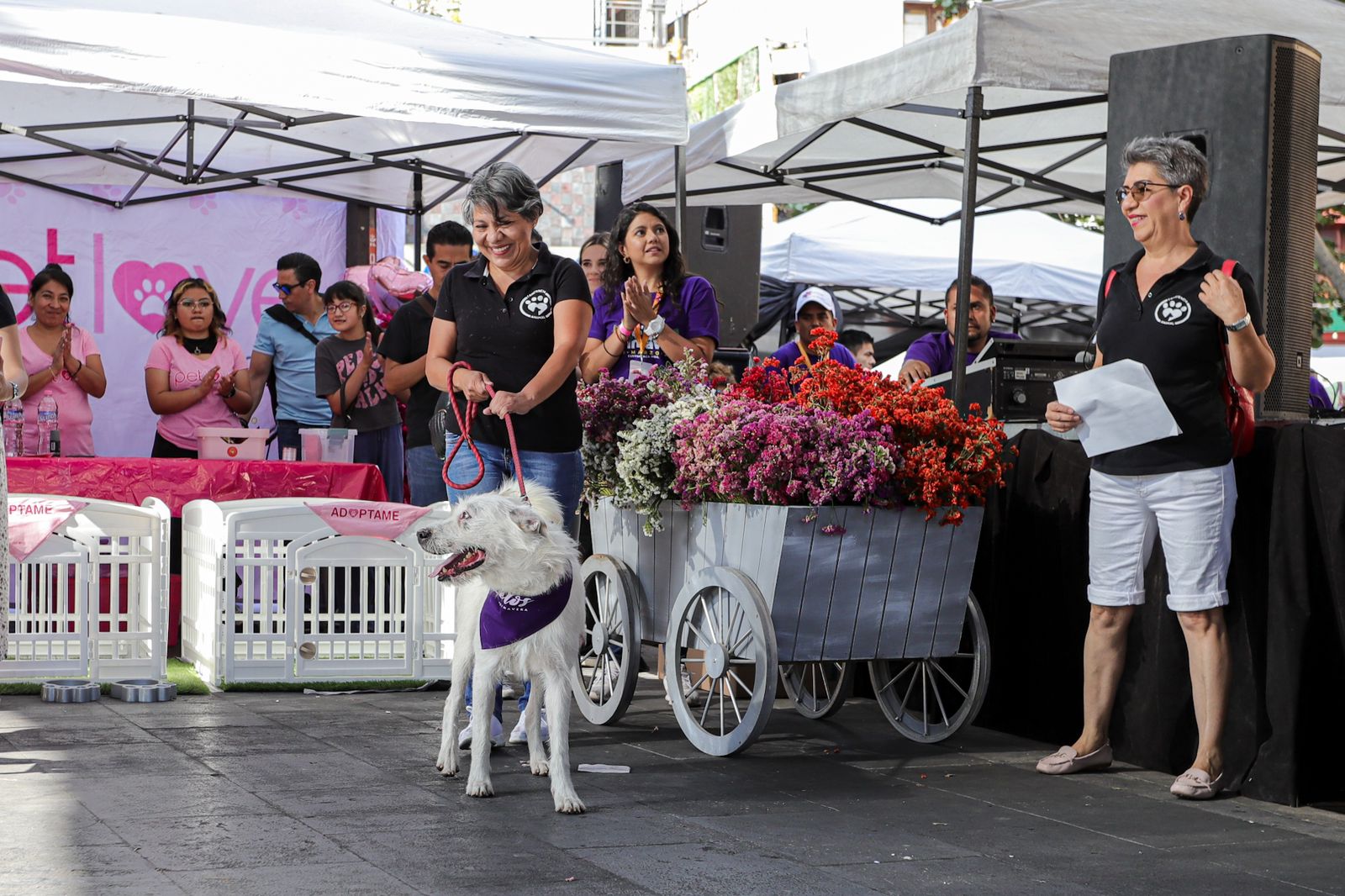 Pasarela de perritos en adopción