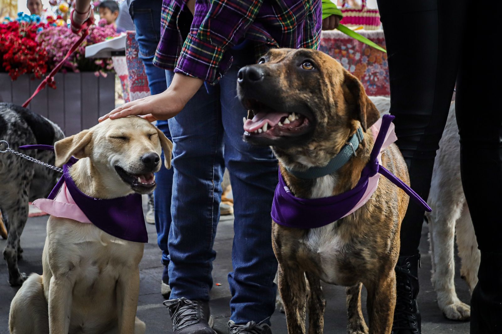 Pasarela de perritos en adopción