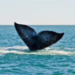 Ballenas realizan espectáculo