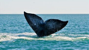Ballenas realizan espectáculo