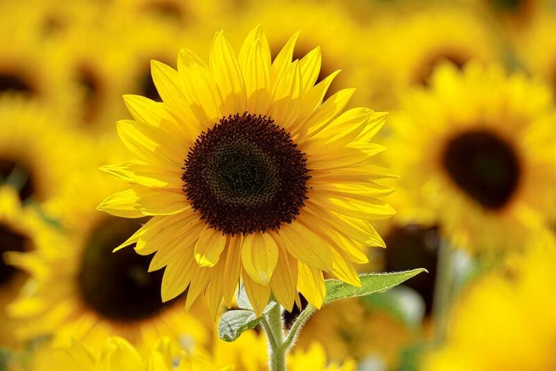 Flor de girasol