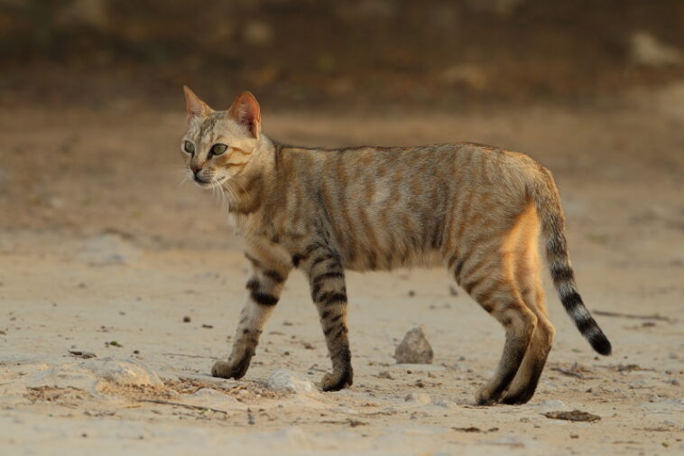 Gato salvaje da positivo a cocaína