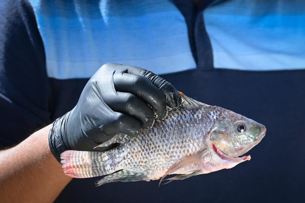 pescado de Morelos Sedagro