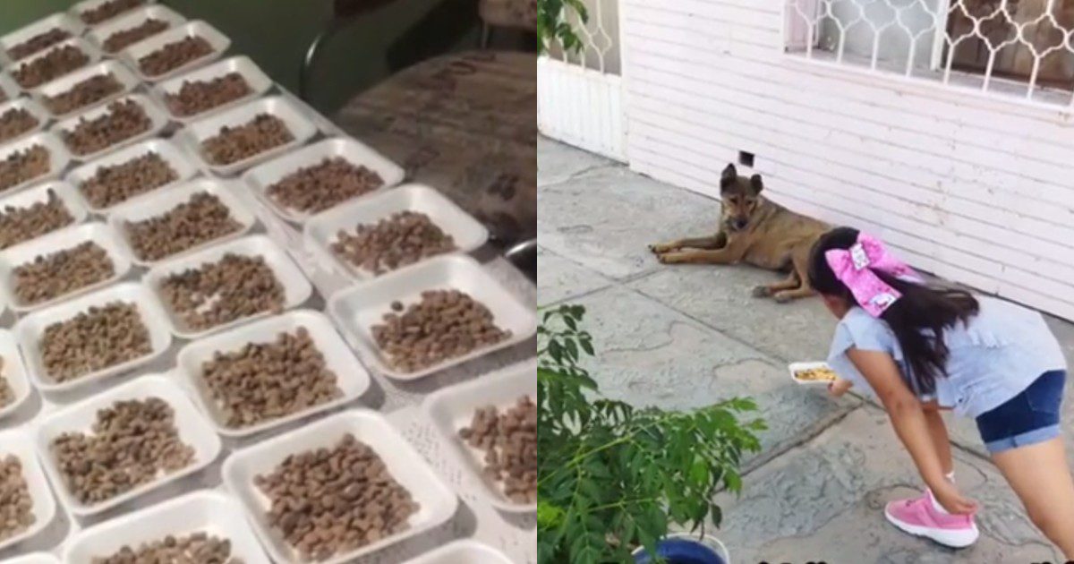 Niña le da de comer a perritos de la calle