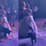 Perrito orina el vestido de la quinceañera