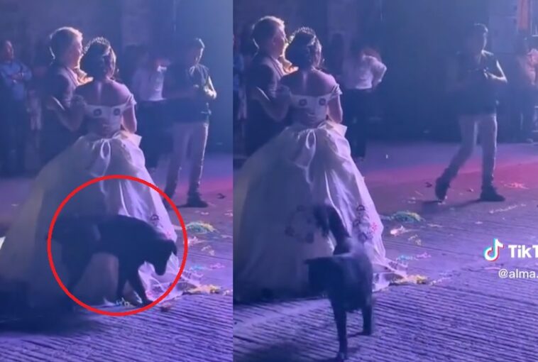 Perrito orina el vestido de la quinceañera