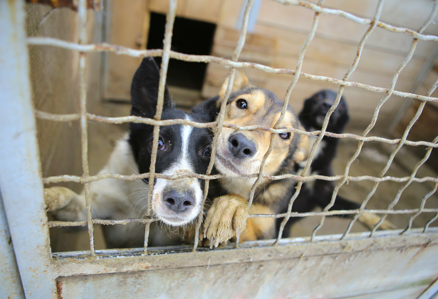 refugio de animales