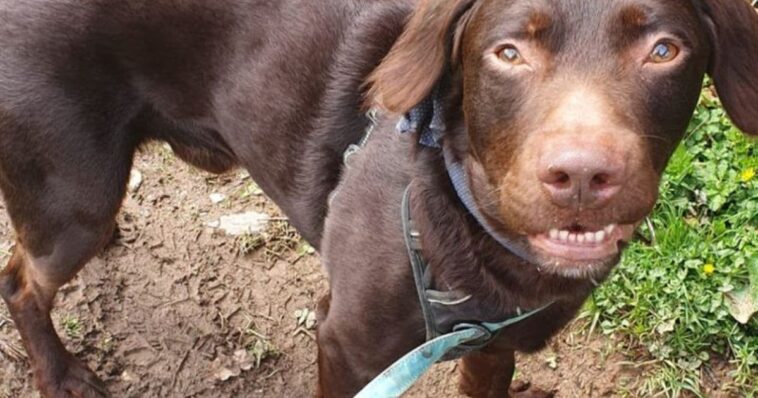 Perro alcohólico