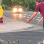 Hombre muere atropellado al ayudar a patitos a cruzar la calle