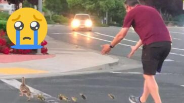 Hombre muere atropellado al ayudar a patitos a cruzar la calle