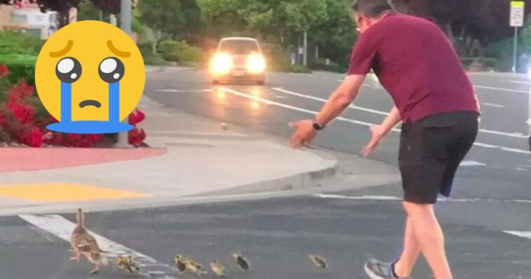 Hombre muere atropellado al ayudar a patitos a cruzar la calle