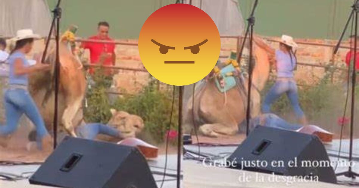 Profepa interpone denuncia tras video de maltrato a camello