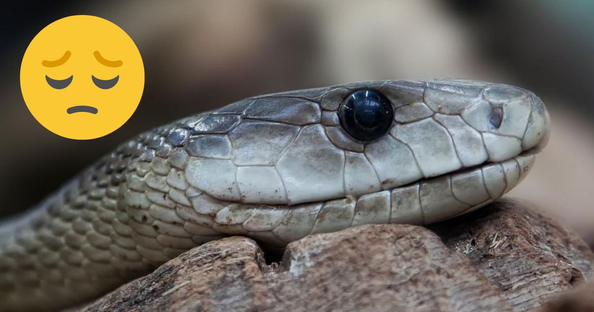Niña murió tras agresión por reventa de serpiente
