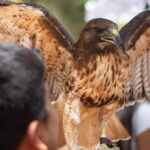 Observación de aves Morelos