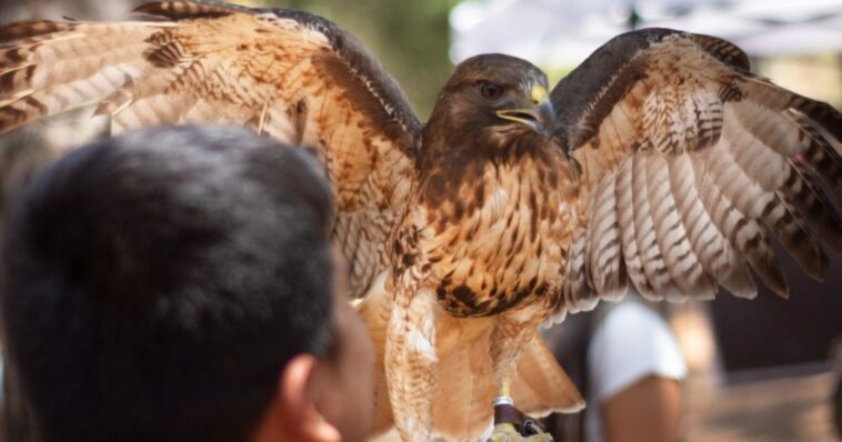 Observación de aves Morelos