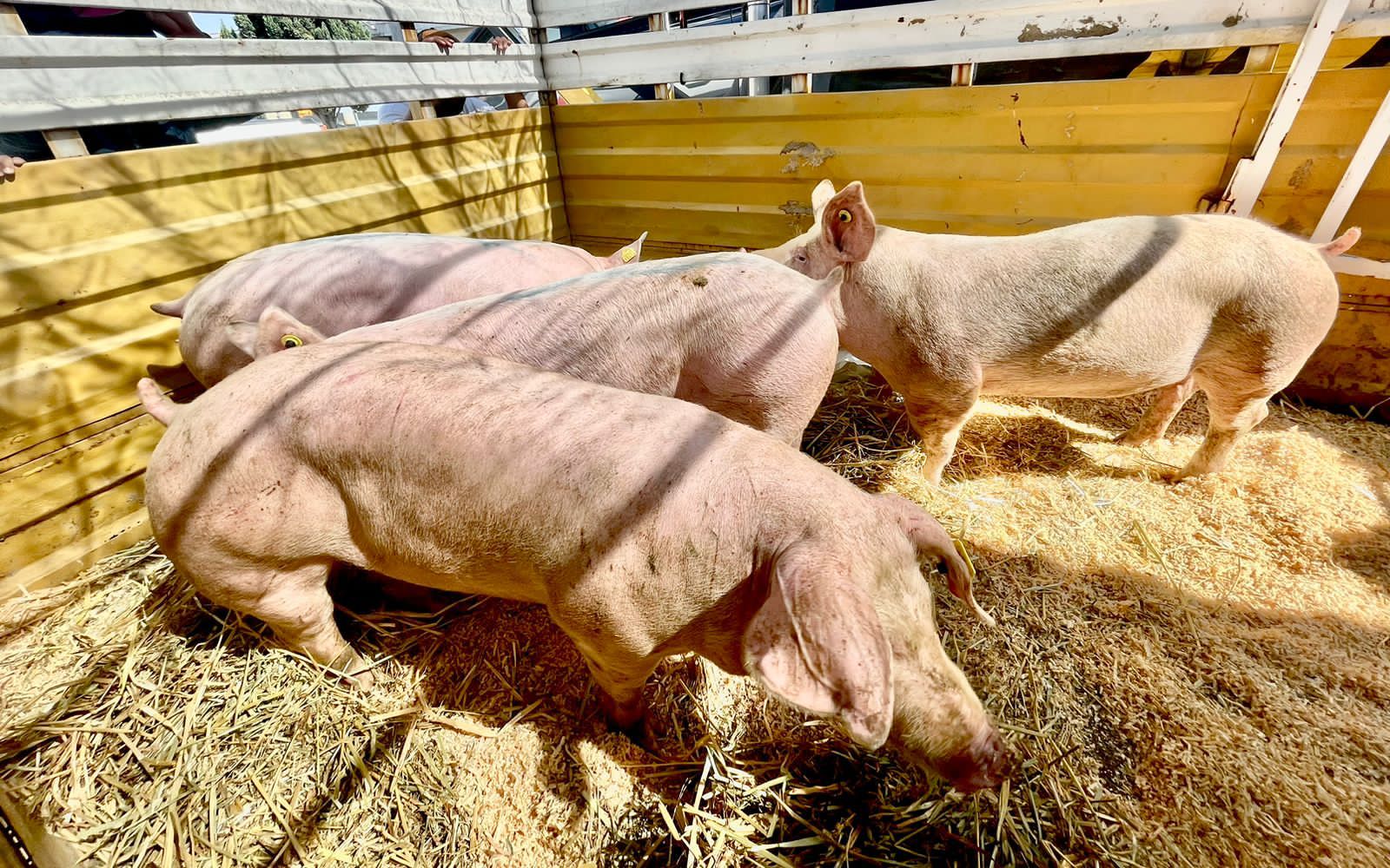 Sedagro hace entrega de ganado a productores morelenses