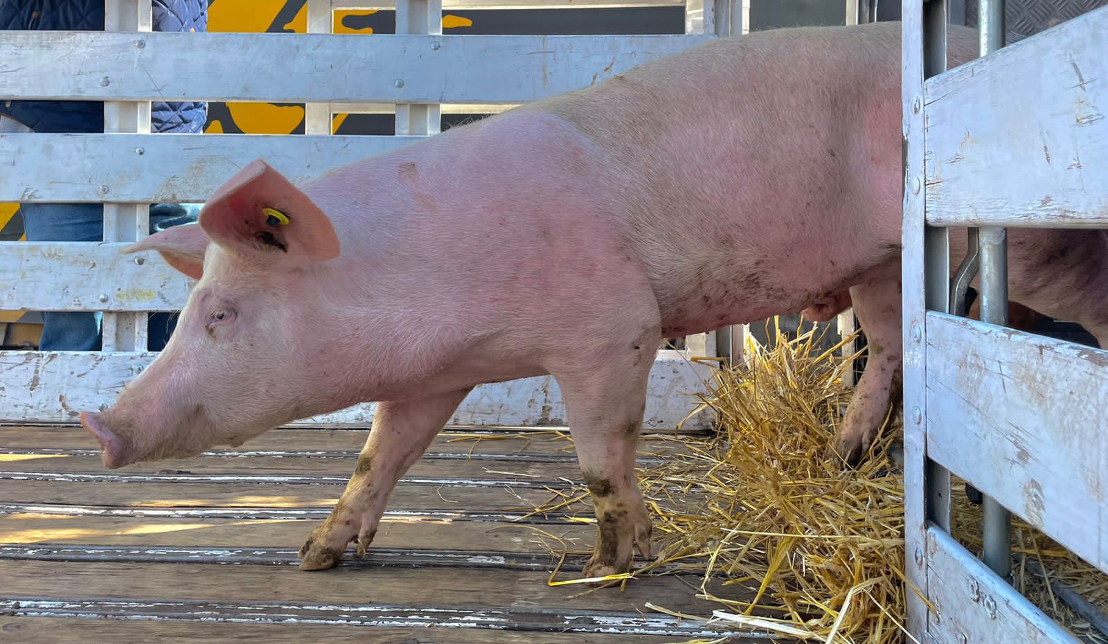 Sedagro hace entrega de ganado a productores morelenses