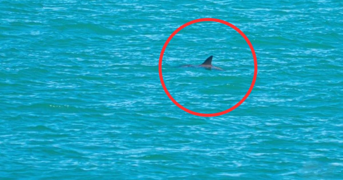 Avistamientos de Vaquita Marina
