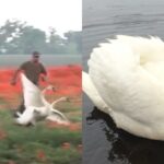 (VIDEO): Cisnes se intoxican con amapolas y no logran volar