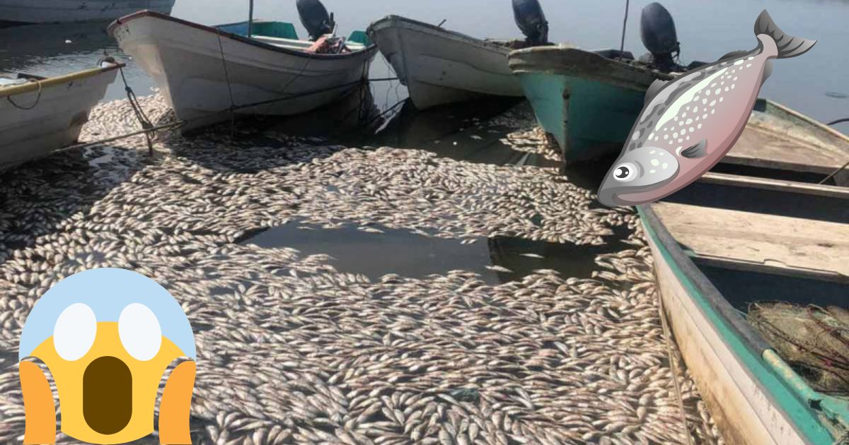 Sardinas aparecen muertas en costa de Sinaloa