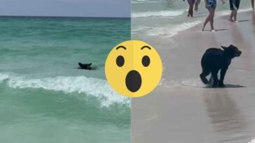 (VIDEO): Oso es captado nadando en una playa de Florida