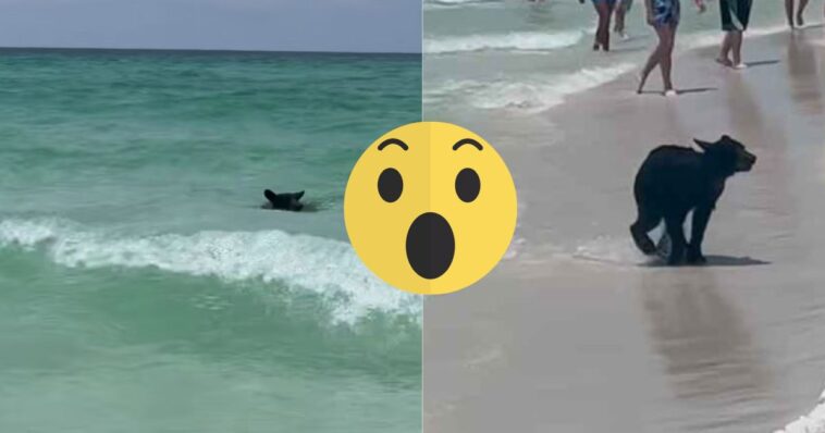 (VIDEO): Oso es captado nadando en una playa de Florida