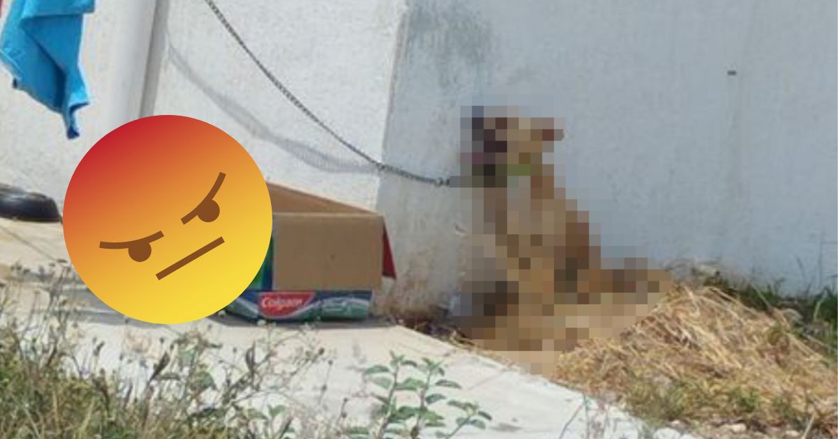 Perrito muere de calor