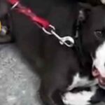 (VIDEO): Hombre ahorca a su perro como castigo