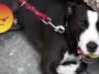 (VIDEO): Hombre ahorca a su perro como castigo