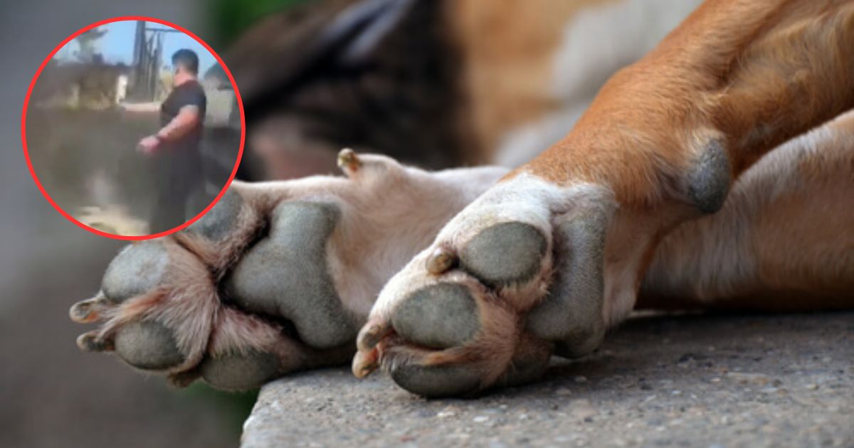 Excandidato dispara a perro callejero en Tlaxcala