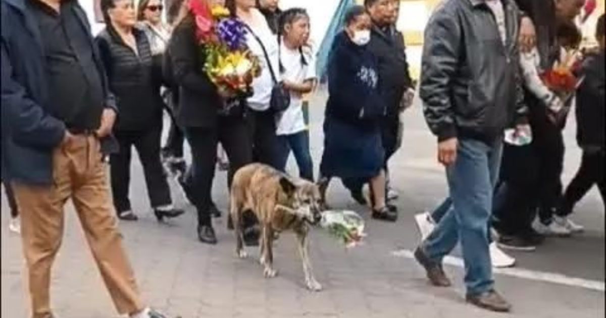 Perrita carga flores durante cortejo Fúnebre
