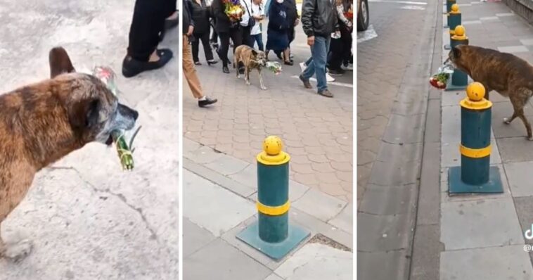 Perrita carga flores durante cortejo fúnebre