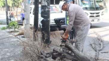 árboles avenida Morelos