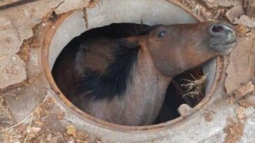 caballo atrapado temixco