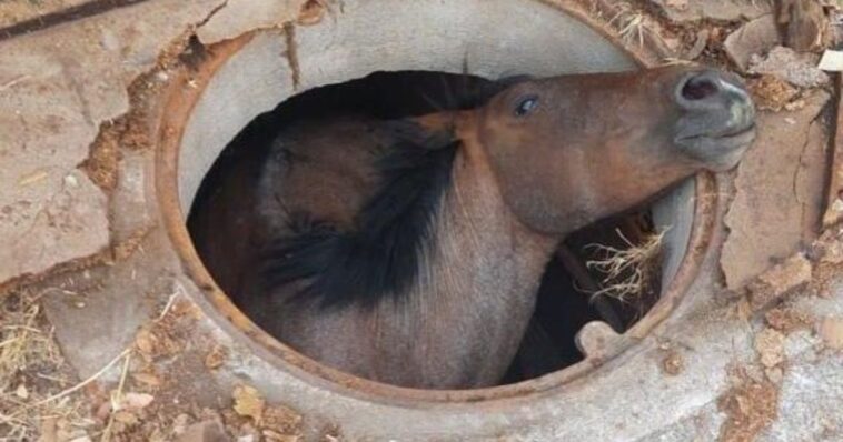 caballo atrapado temixco