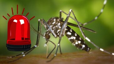 dengue mosquito