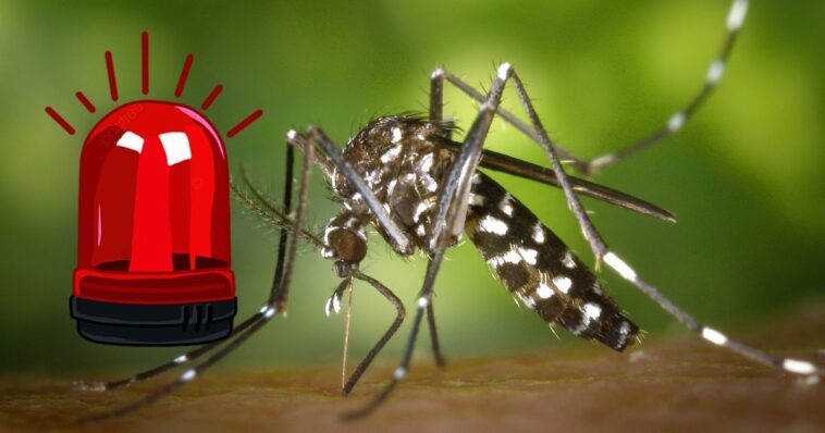 dengue mosquito