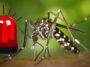 dengue mosquito