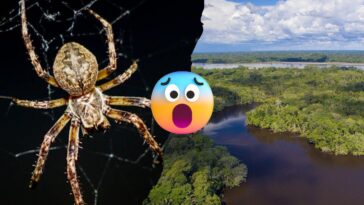 Araña