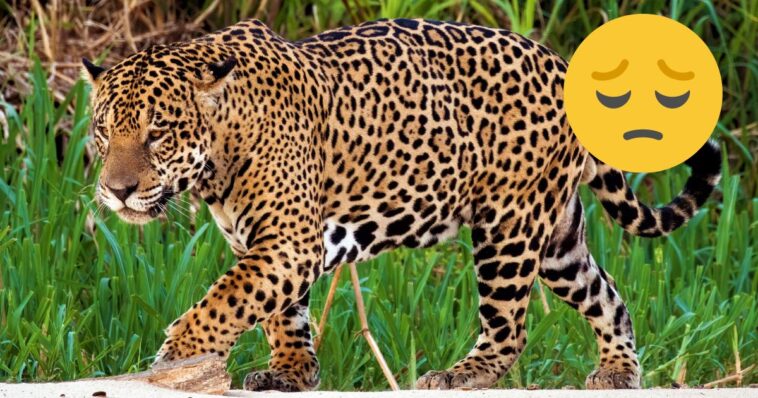 Atropellan a otro jaguar en carretera de Quintana Roo
