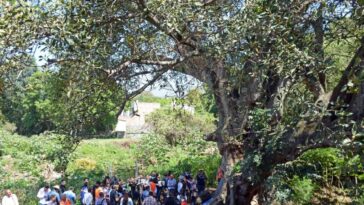 árbol patrimonio