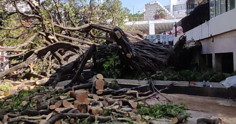 Colapsa “Árbol de la esperanza” en zócalo de Acapulco