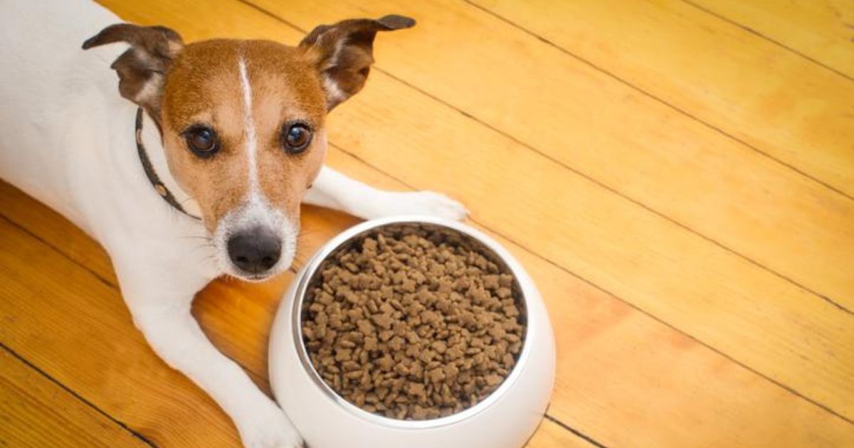 Croquetas de perro