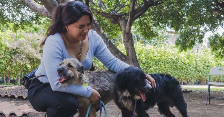 Adopción de perritos Cuernavaca