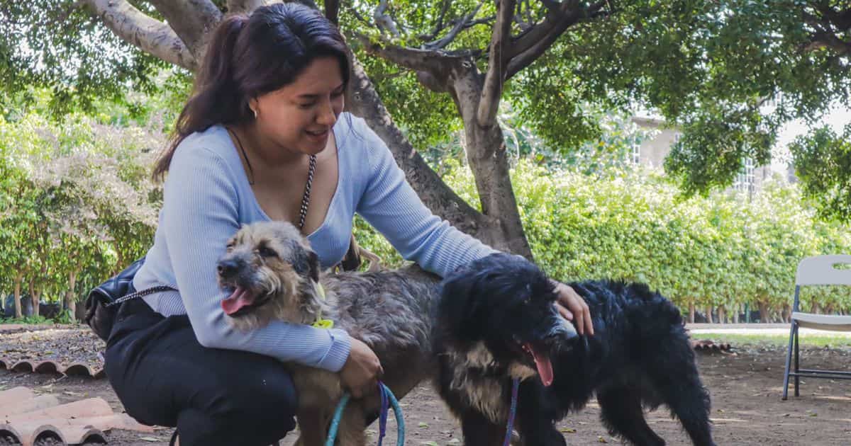 Adopción de perritos Cuernavaca