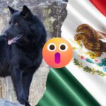 Perros de México
