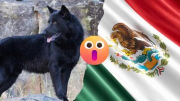 Perros de México